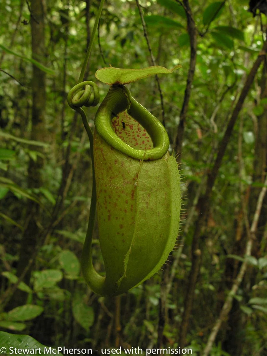 Nepenthes surigaoensis "Giant" (Mt. Kinabalian) 大森食虫植物農園