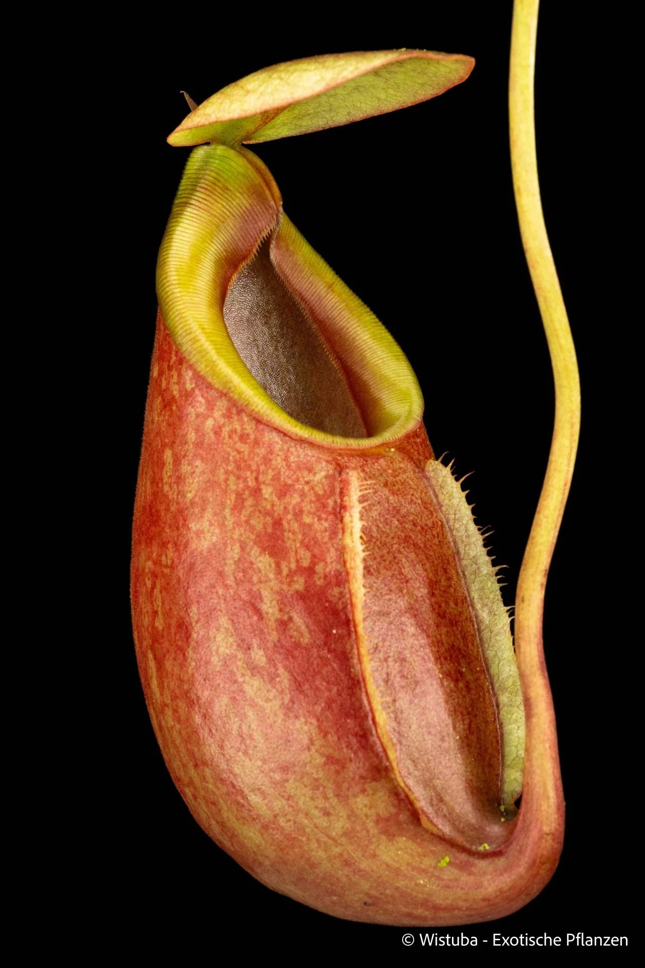 Nepenthes surigaoensis (Pantaron, Mindanao) 大森食虫植物農園
