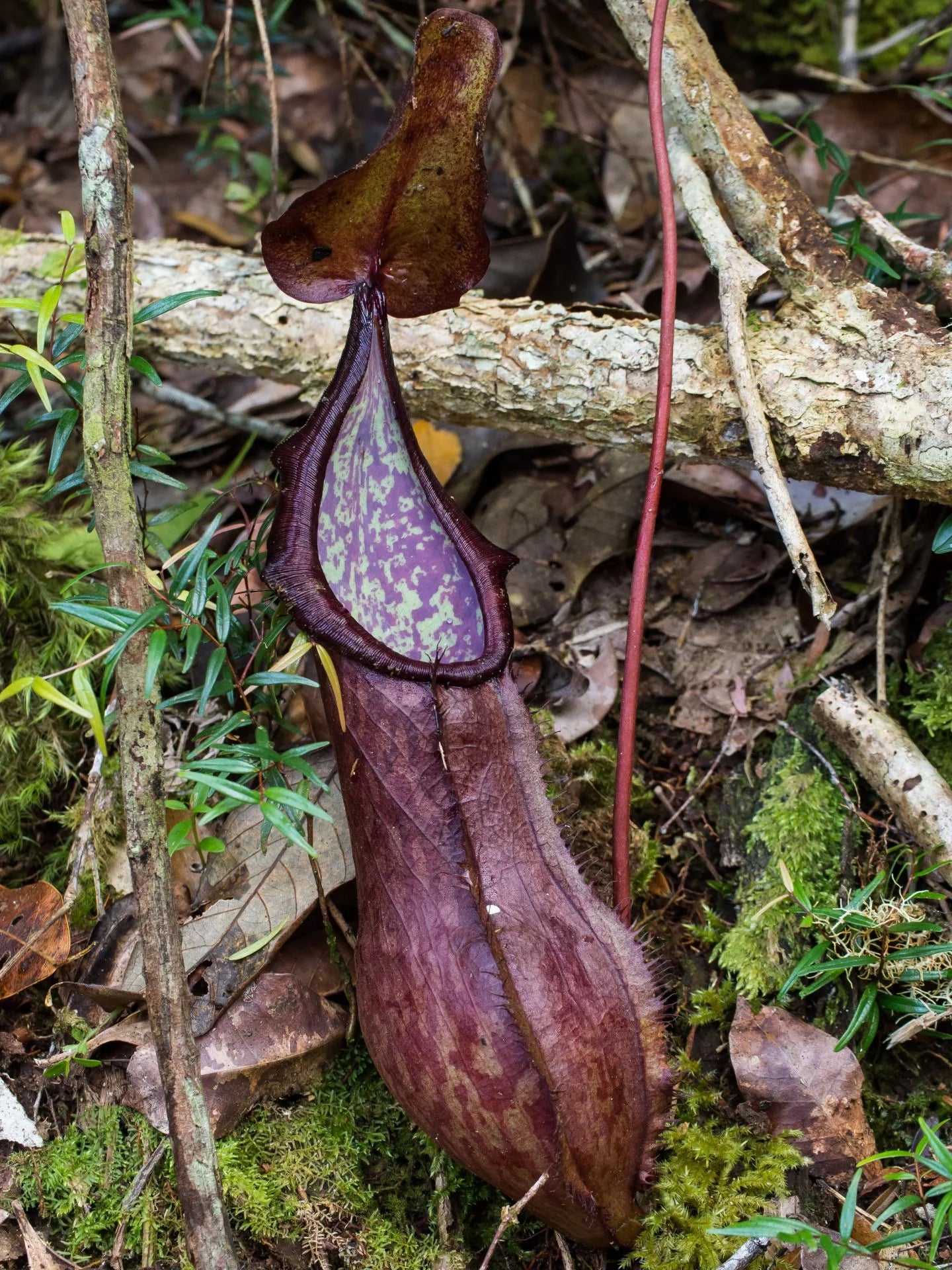 Nepenthes talaandig (Pantaron Rg., Mindanao, Philippines) 大森食虫植物農園
