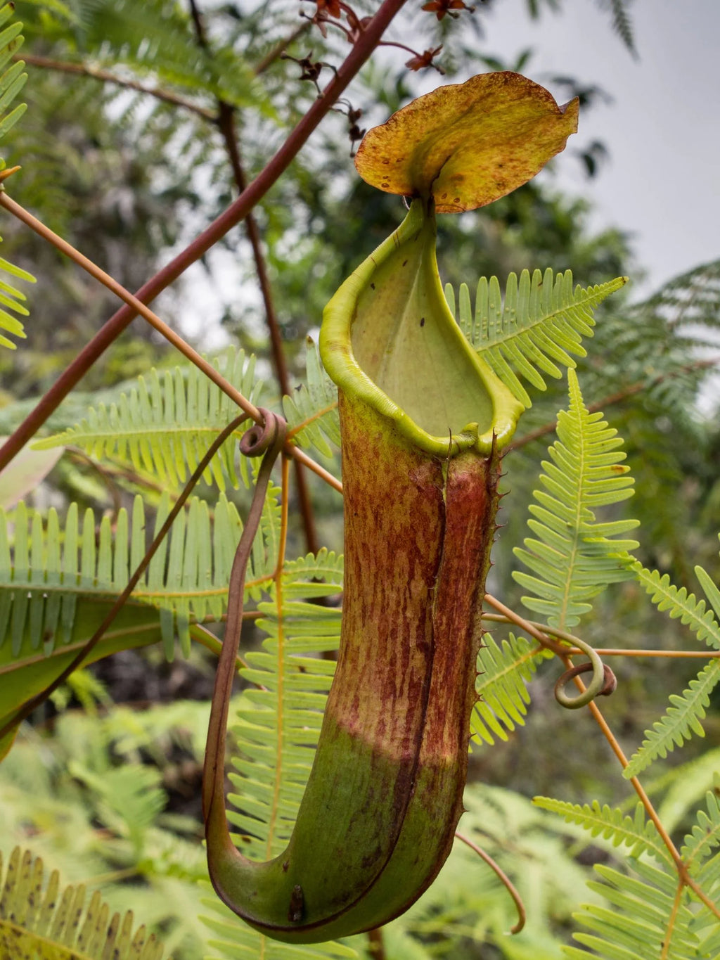 Nepenthes talaandig (Pantaron Rg., Mindanao, Philippines) 大森食虫植物農園
