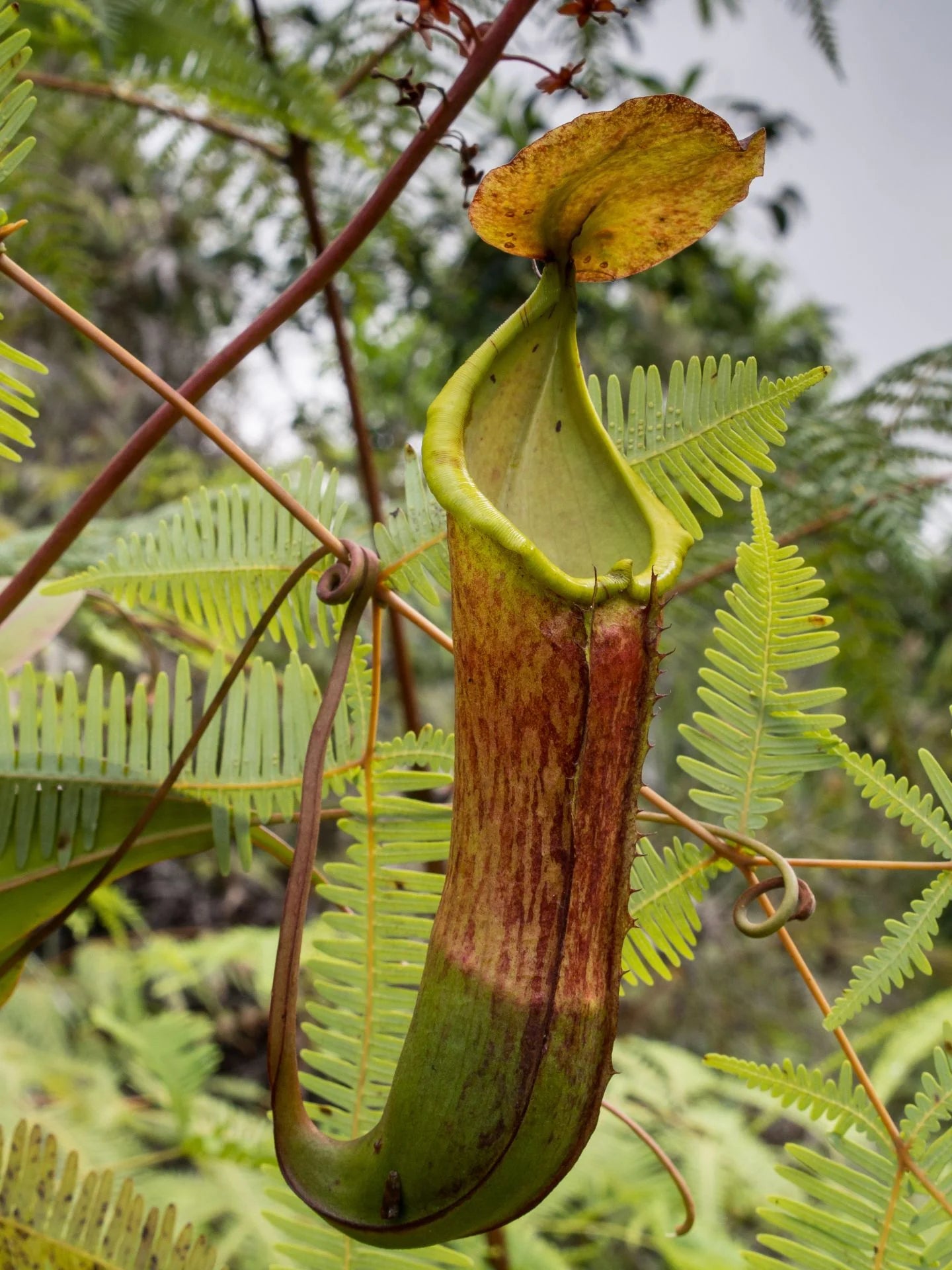 Nepenthes talaandig (Pantaron Rg., Mindanao, Philippines) 大森食虫植物農園