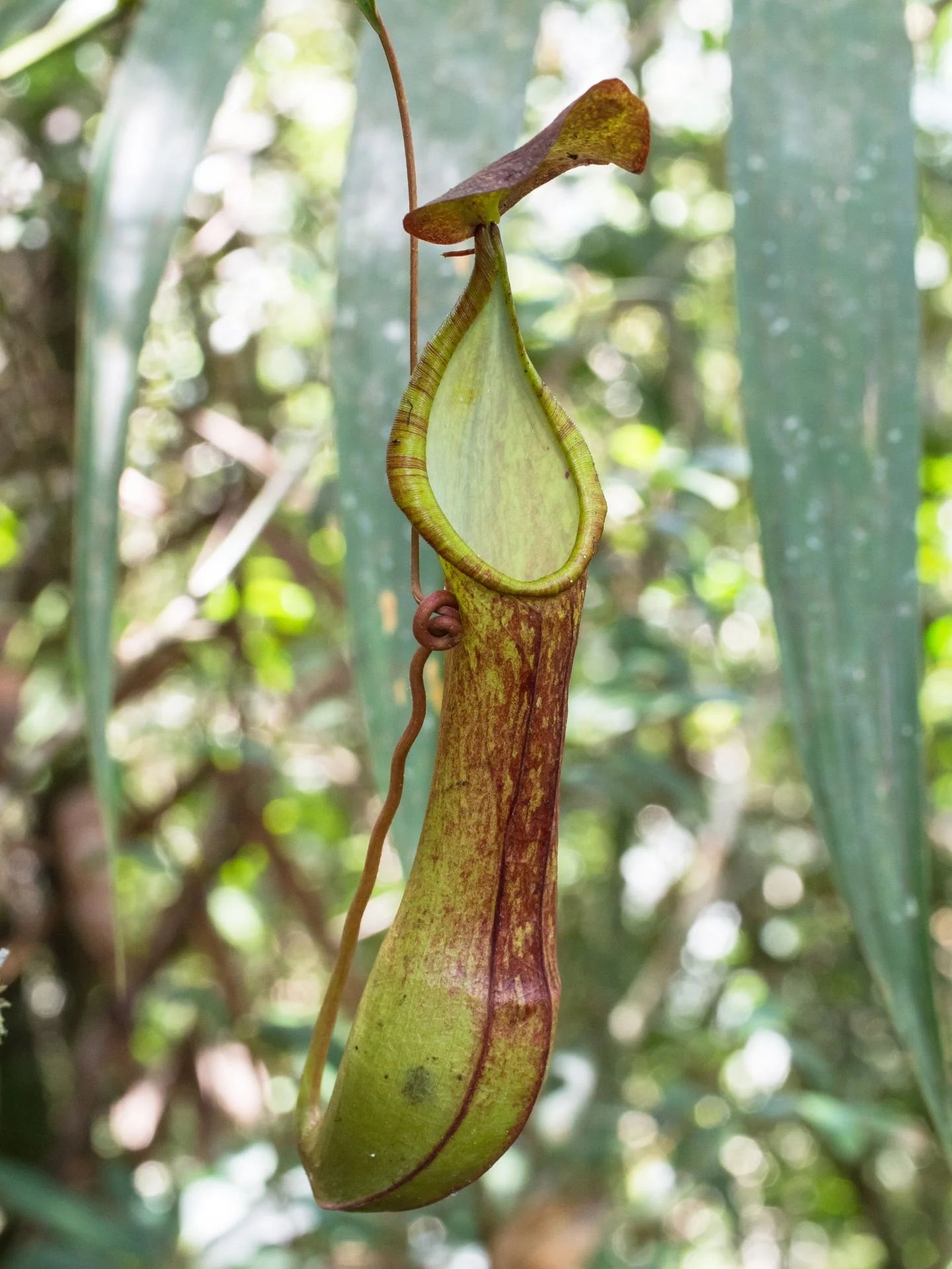 Nepenthes talaandig (Pantaron Rg., Mindanao, Philippines) 大森食虫植物農園