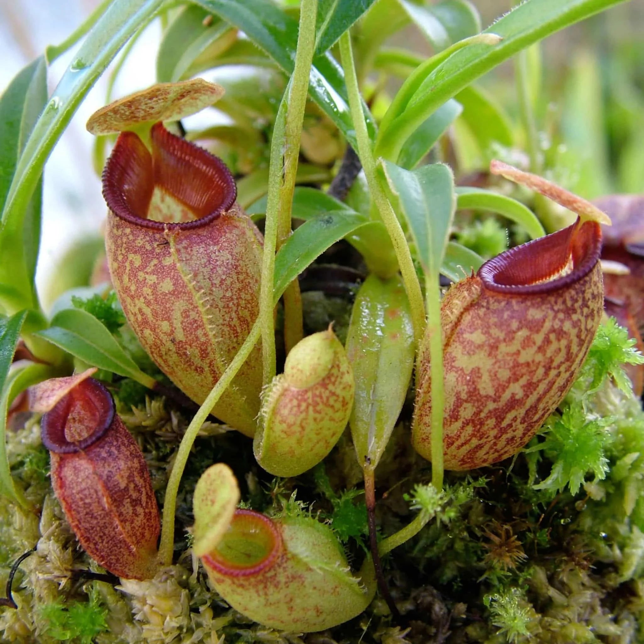 Nepenthes talangensis, 8-10 cm 大森食虫植物農園