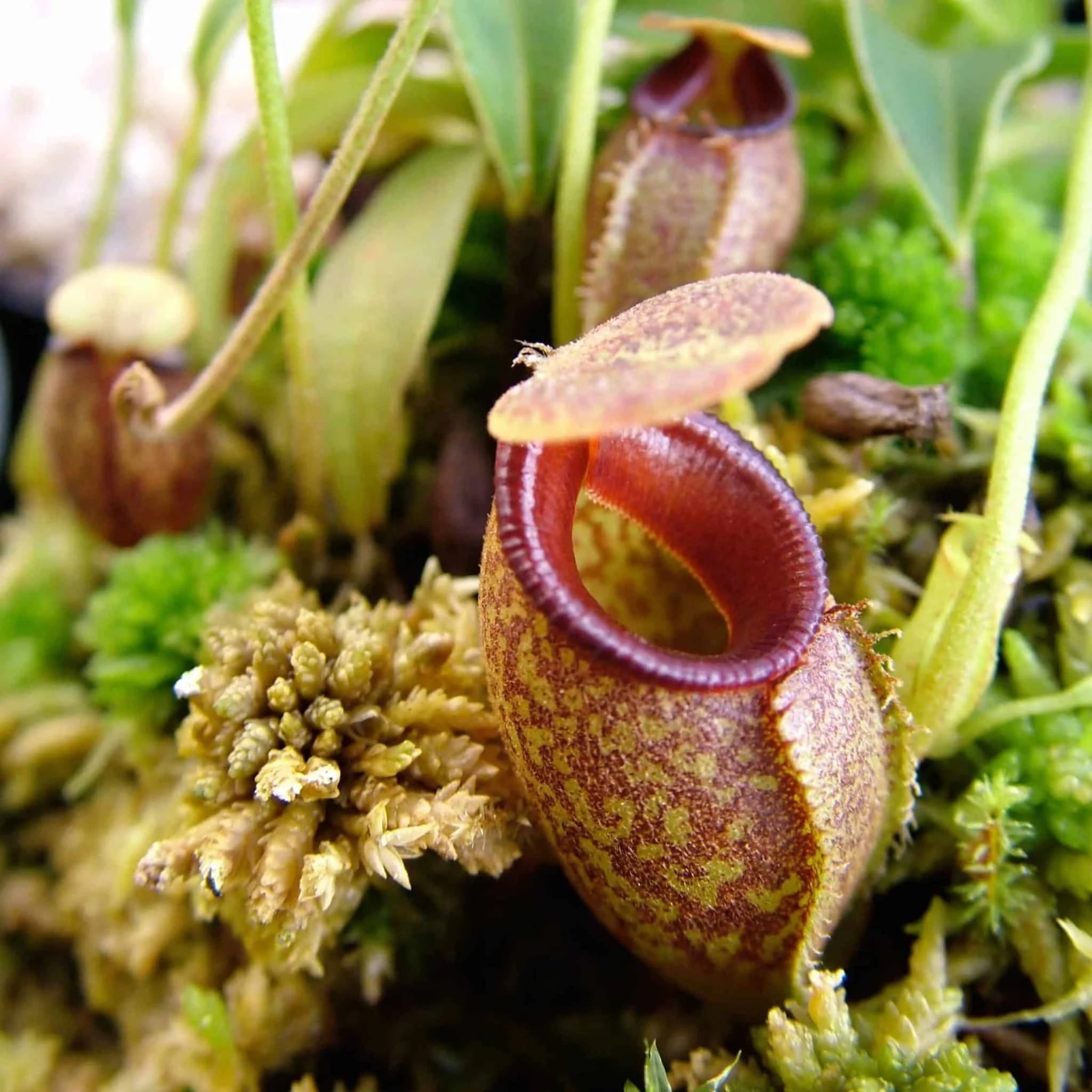 Nepenthes talangensis, 8-10 cm 大森食虫植物農園
