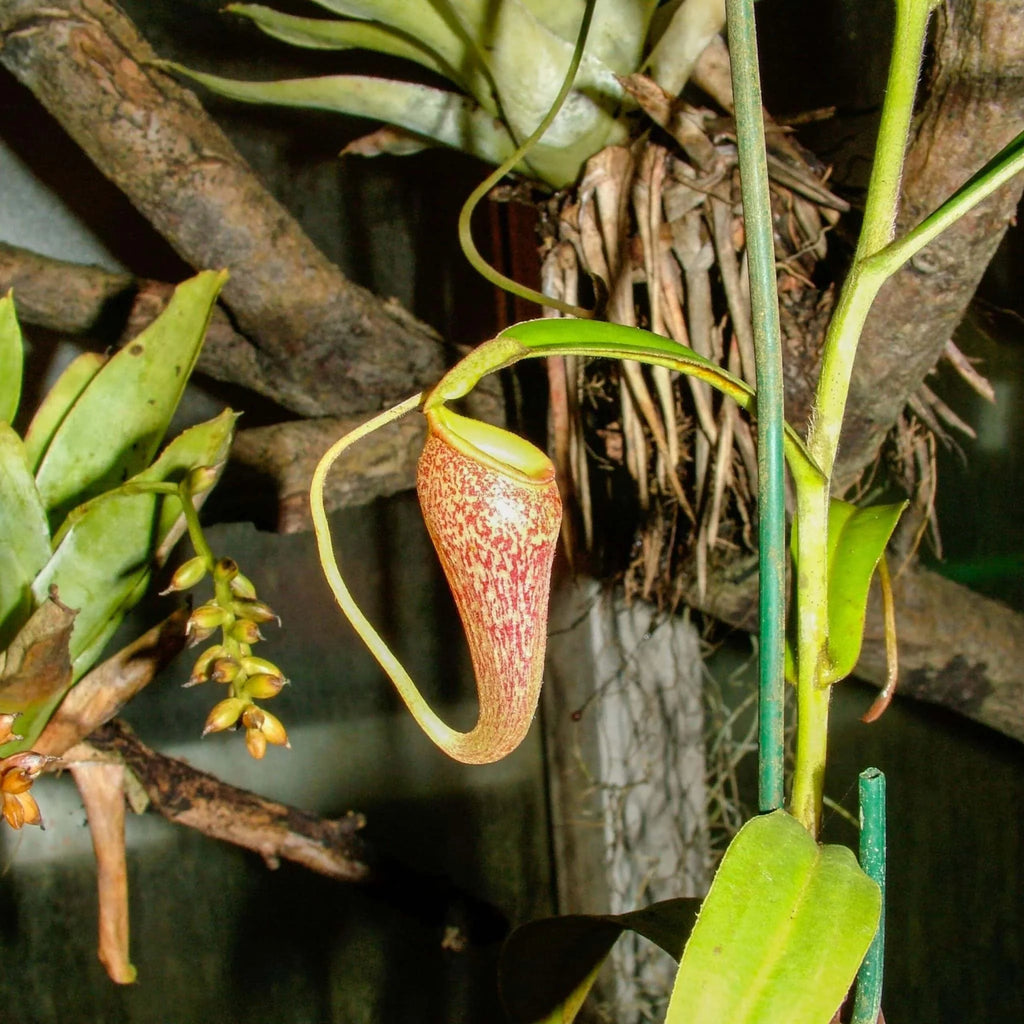 Nepenthes talangensis, 8-10 cm 大森食虫植物農園