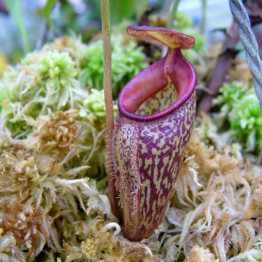 Nepenthes talangensis, 8-10 cm 大森食虫植物農園