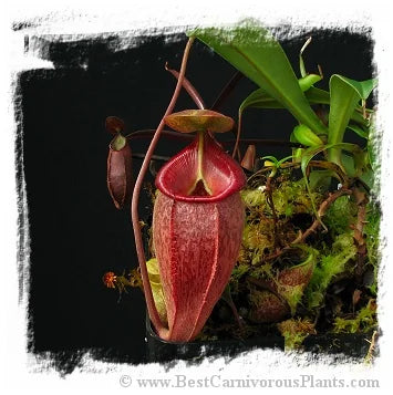 Nepenthes talangensis {Gunung Talang, Sumatra} [BCP ID# N1062, N1729, N2196] / 1株の苗, 3-6 cm 大森食虫植物農園
