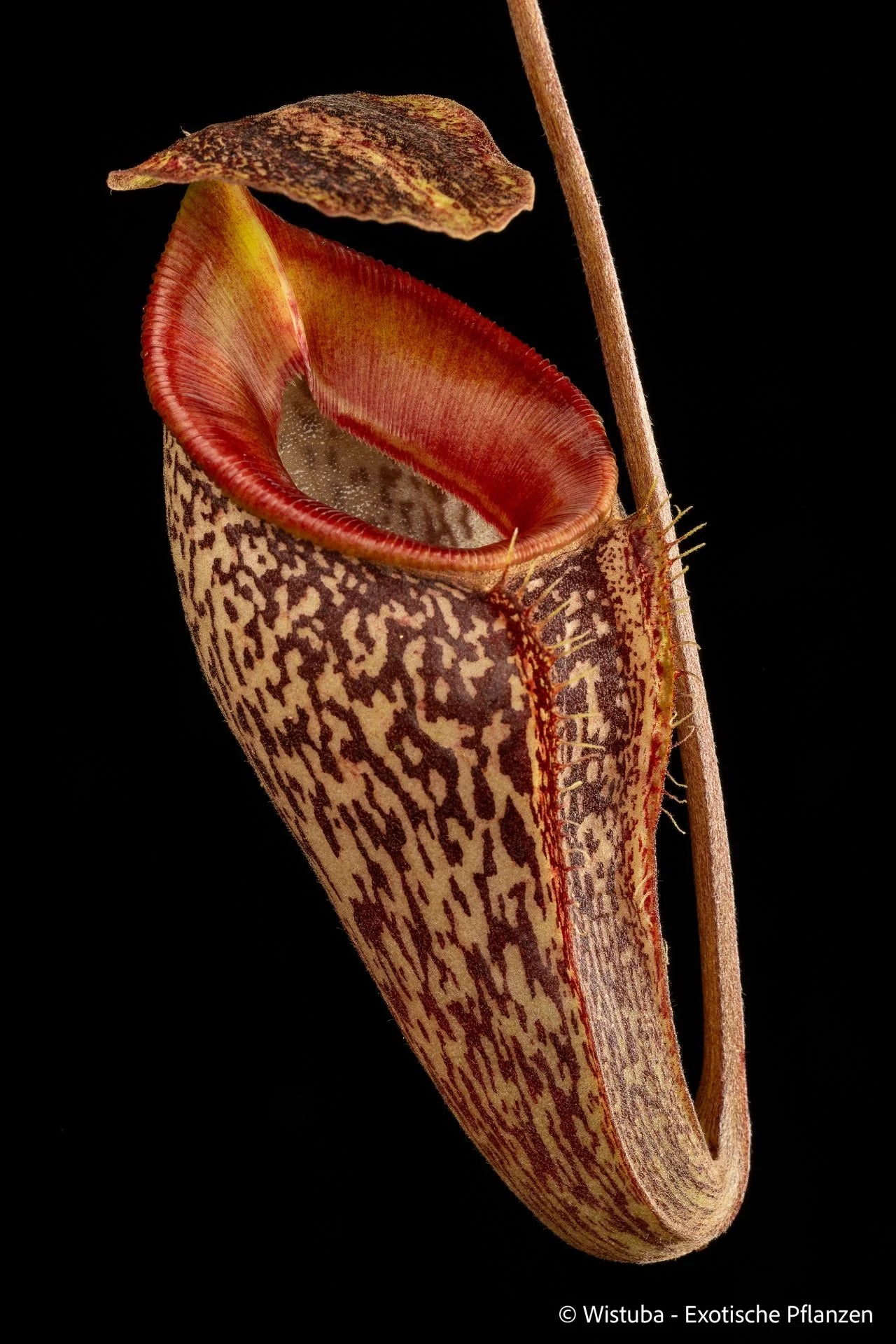 Nepenthes talangensis (Gunung Talang, Sumatra) 大森食虫植物農園