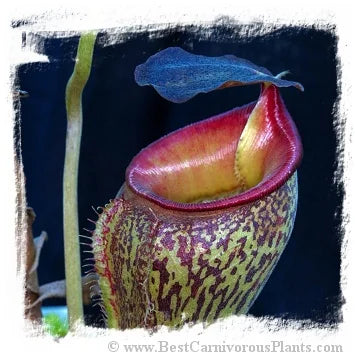 Nepenthes talangensis {Gunung Talang, Sumatra} [BCP ID# N1062, N1729, N2196] / 1株の苗, 3-6 cm 大森食虫植物農園