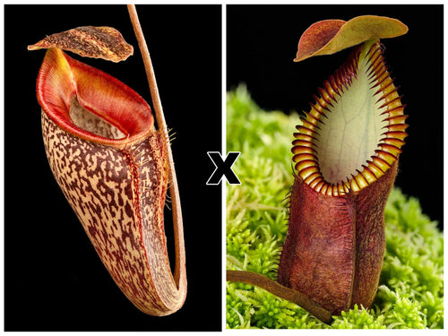 Nepenthes talangensis x diabolica 大森食虫植物農園