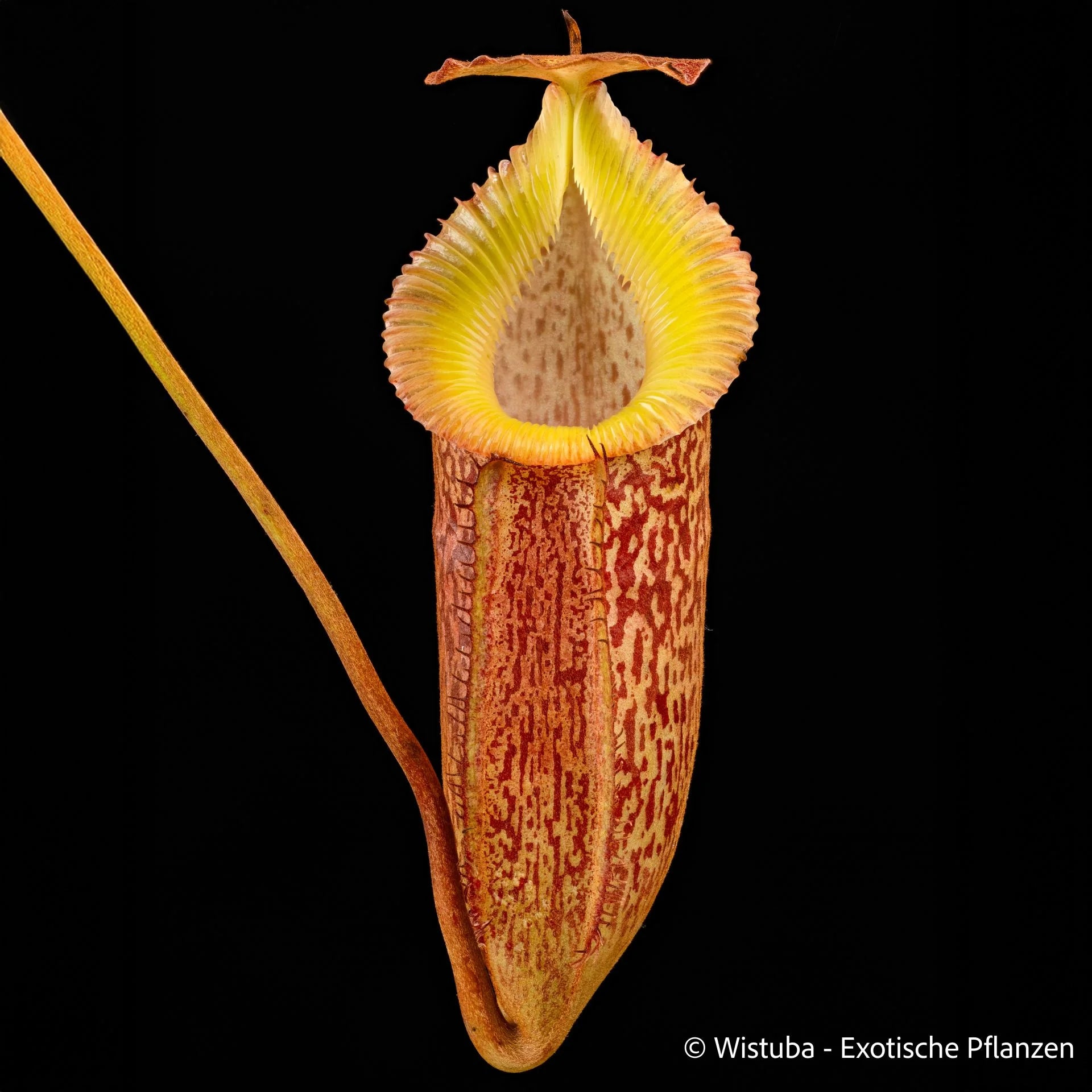 Nepenthes talangensis x edwardsiana 大森食虫植物農園