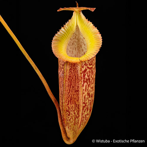 Nepenthes talangensis x edwardsiana 大森食虫植物農園