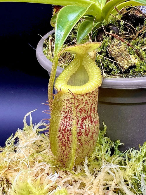 Nepenthes talangensis x edwardsiana 大森食虫植物農園