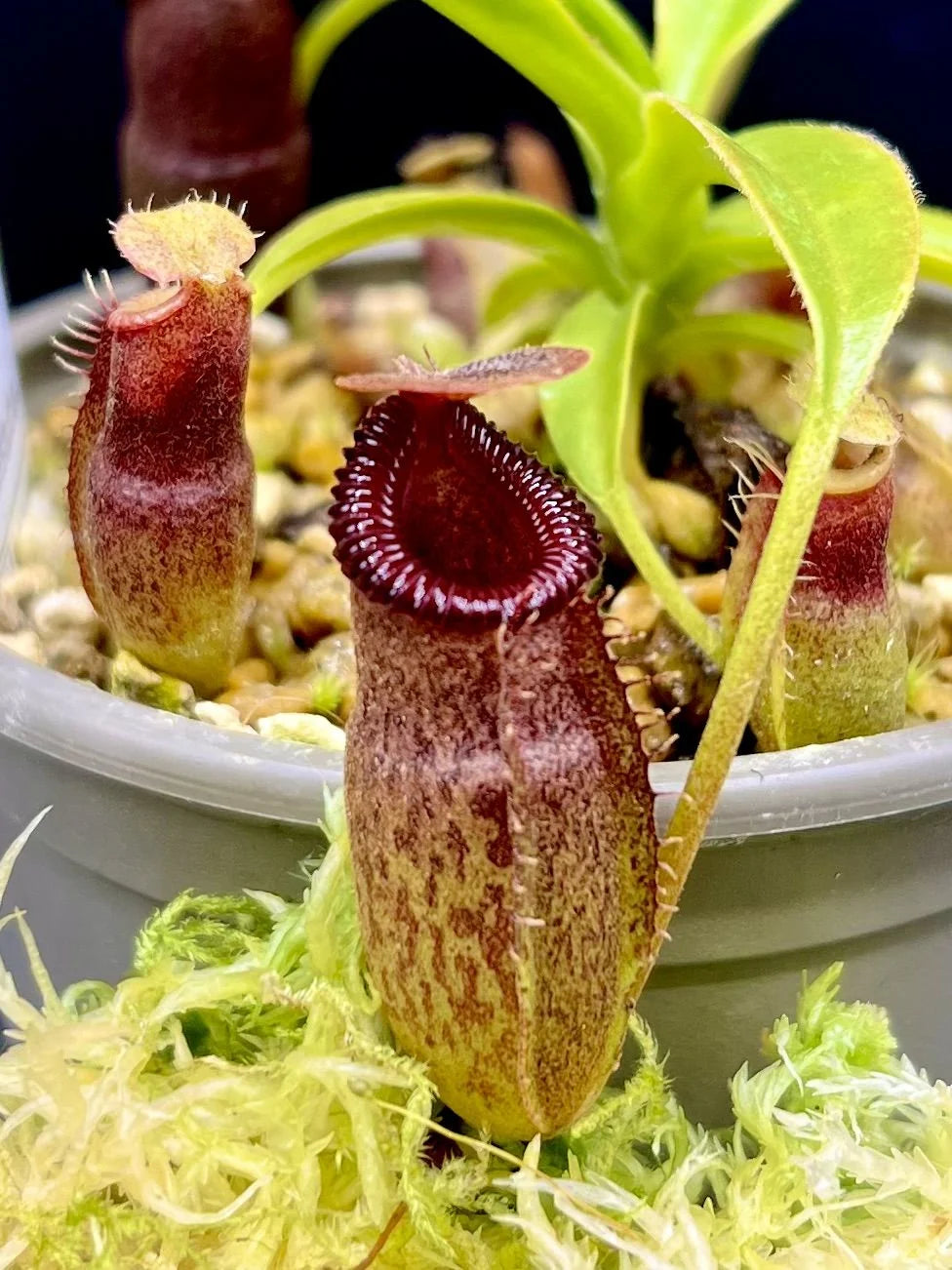 Nepenthes talangensis x edwardsiana 大森食虫植物農園
