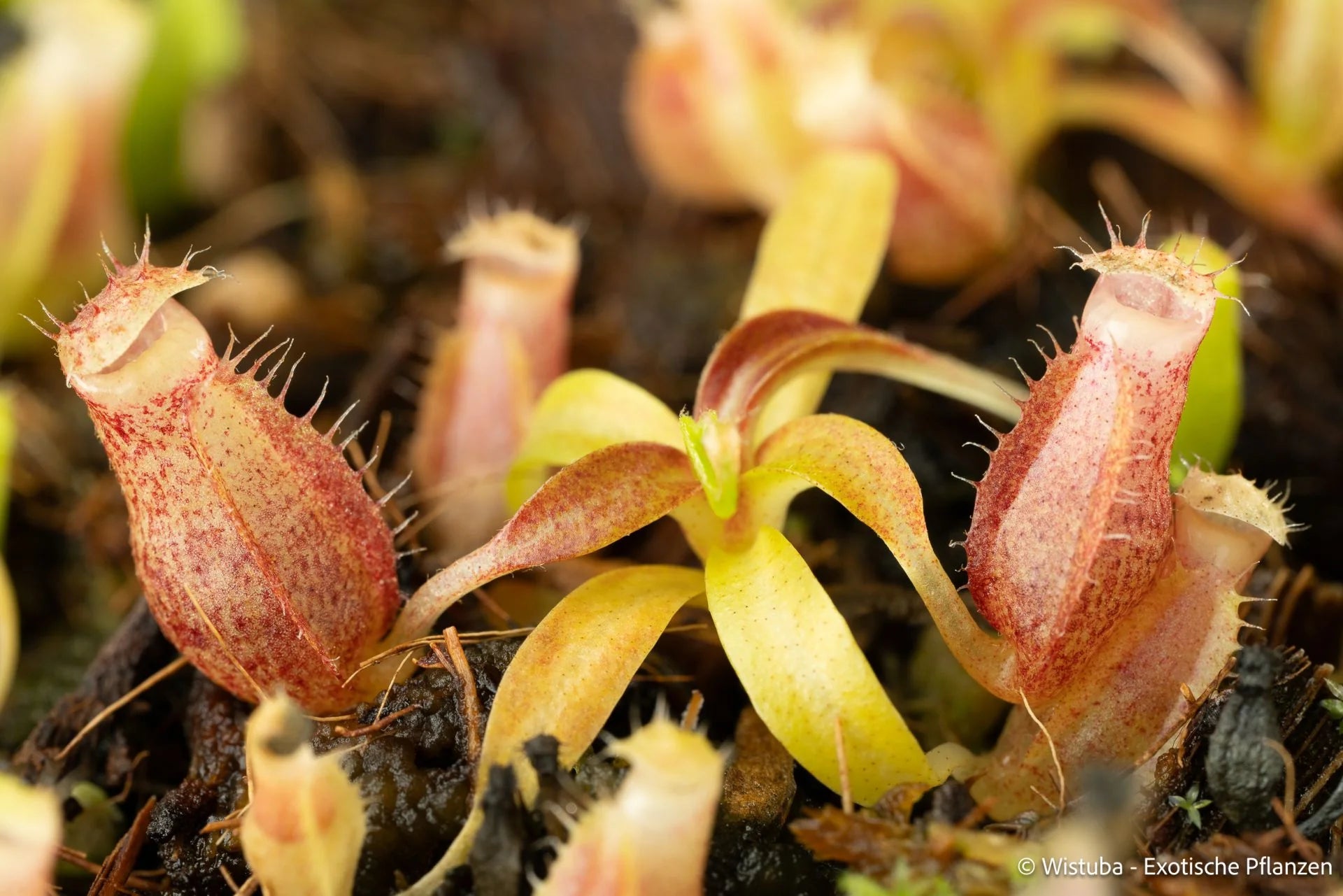 Nepenthes talangensis x edwardsiana 大森食虫植物農園