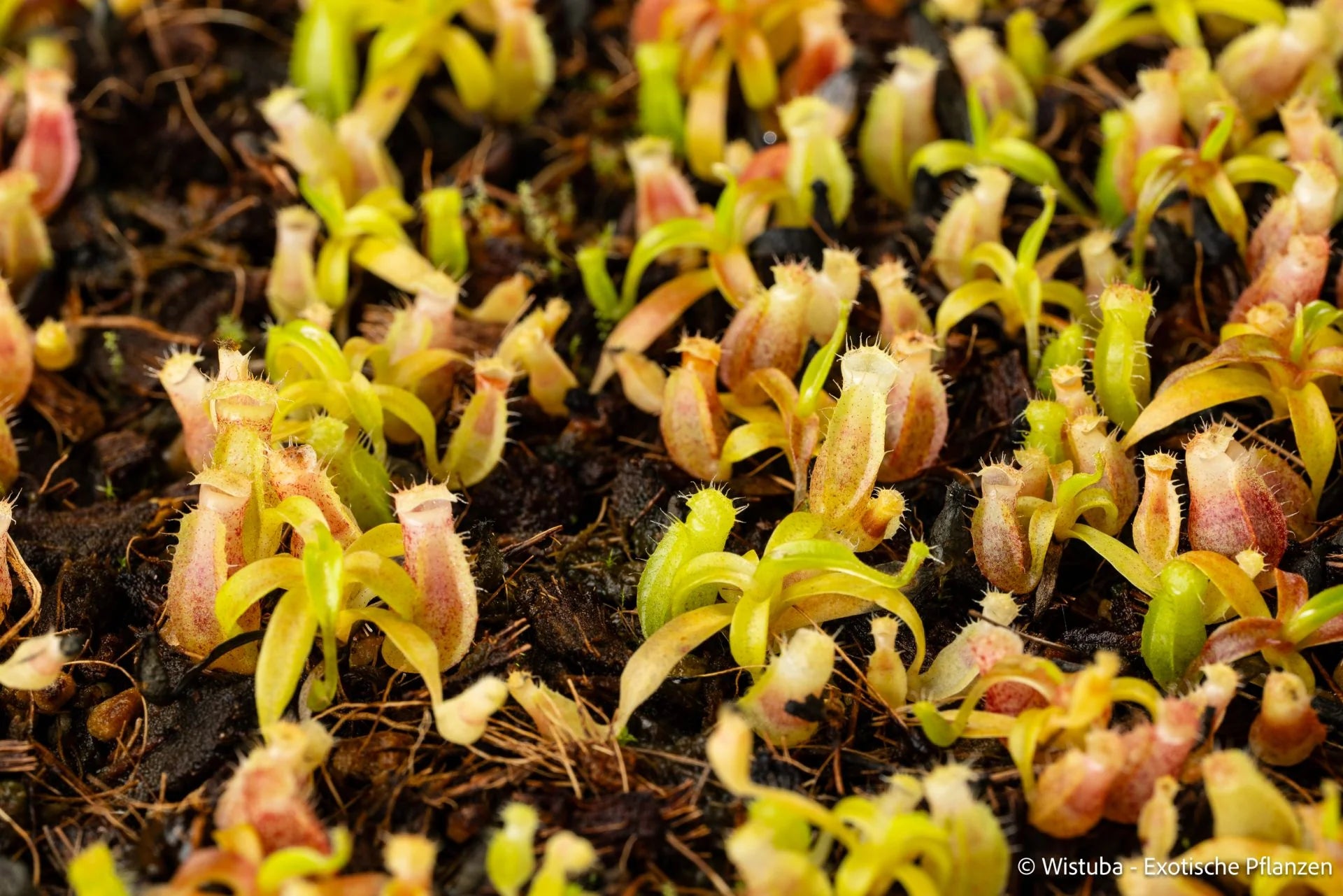 Nepenthes talangensis x edwardsiana 大森食虫植物農園