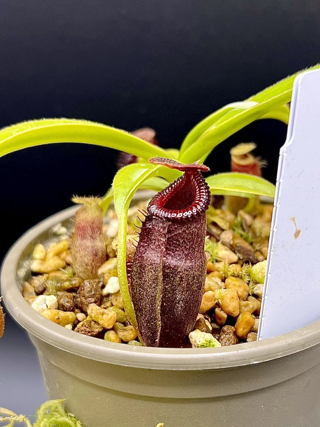 Nepenthes talangensis x edwardsiana 大森食虫植物農園