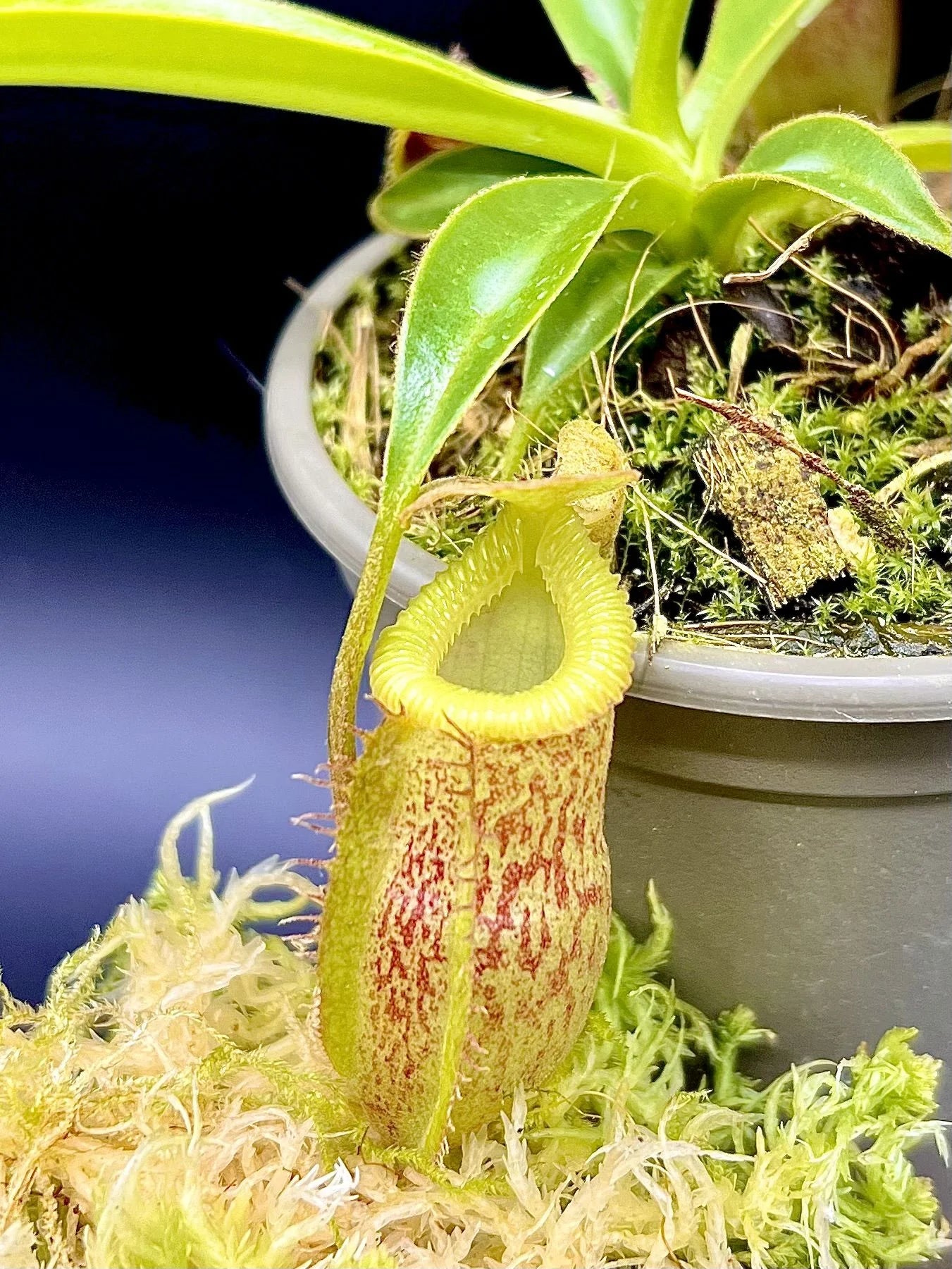 Nepenthes talangensis x edwardsiana 大森食虫植物農園