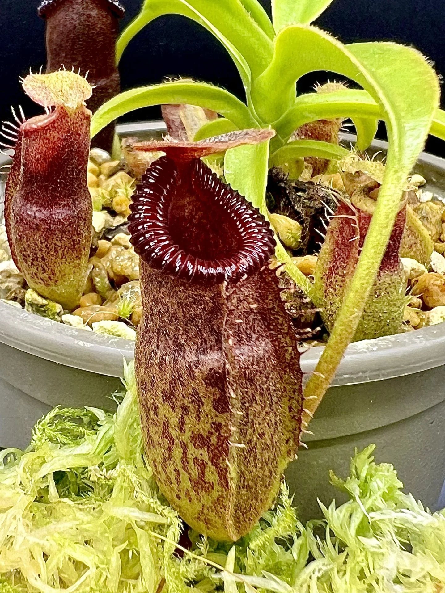 Nepenthes talangensis x edwardsiana 大森食虫植物農園