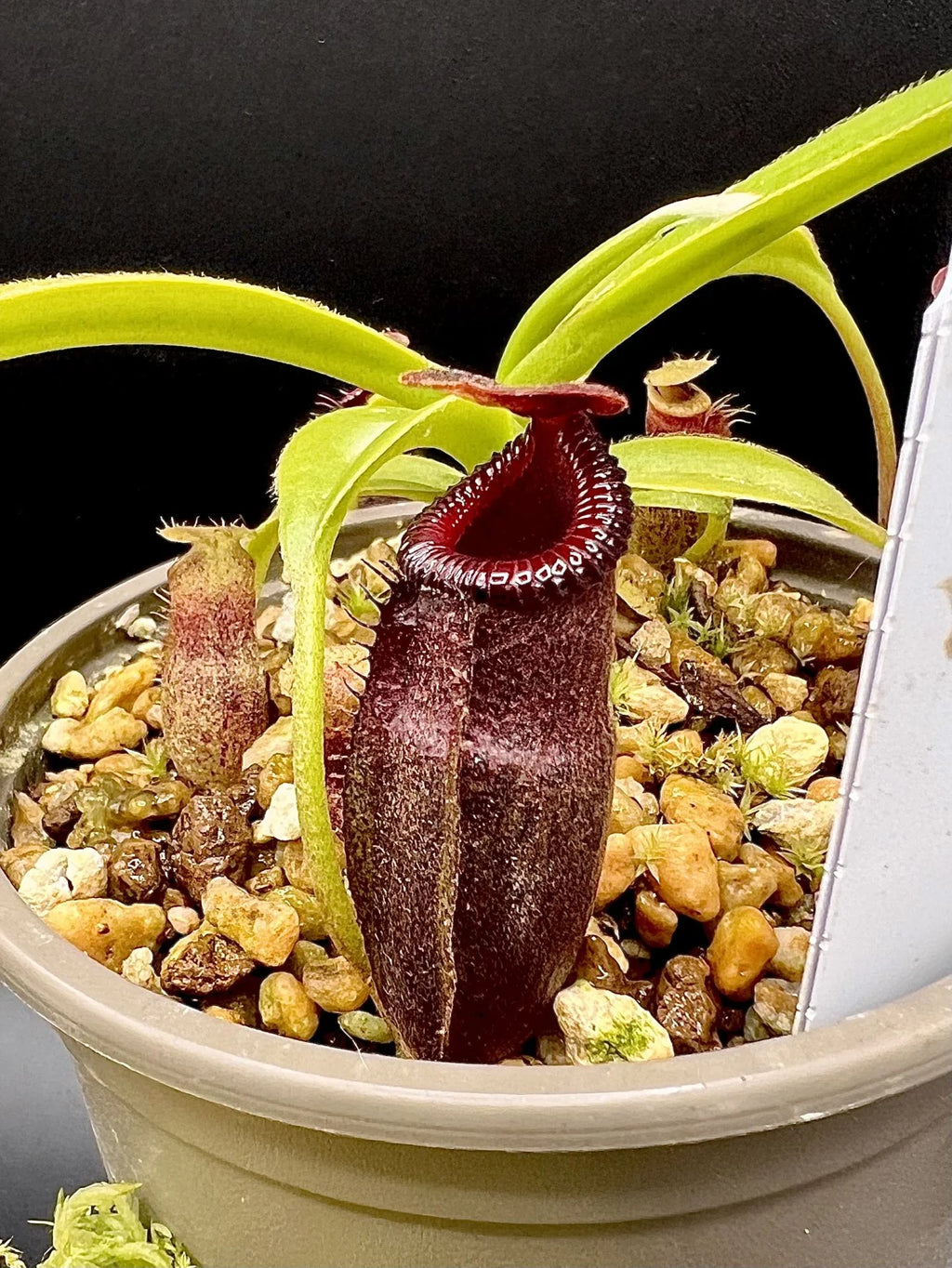 Nepenthes talangensis x edwardsiana 大森食虫植物農園
