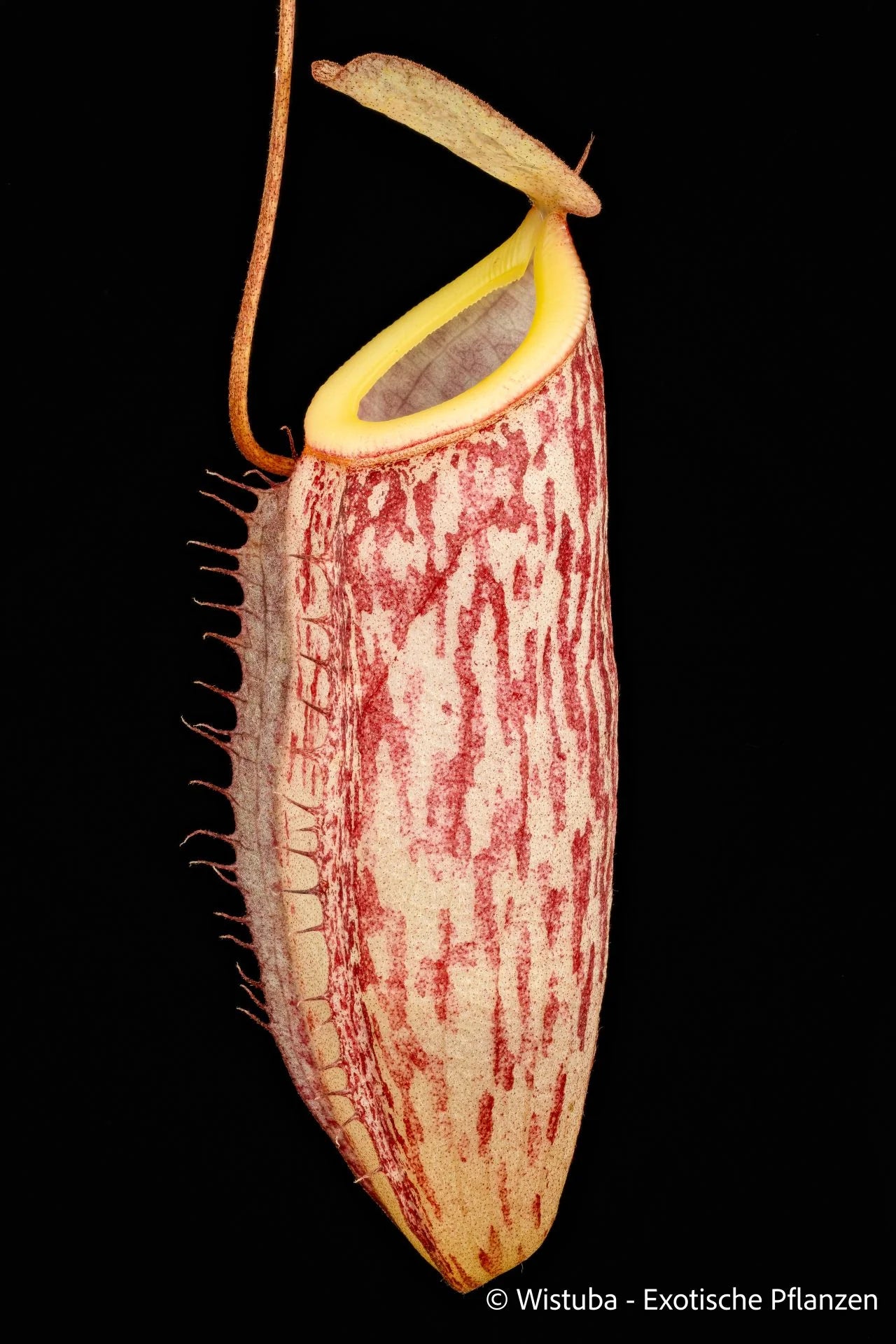 Nepenthes talangensis x glabrata 大森食虫植物農園