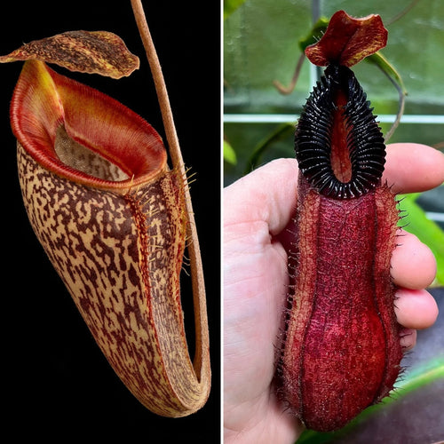 Nepenthes talangensis x hamata 大森食虫植物農園