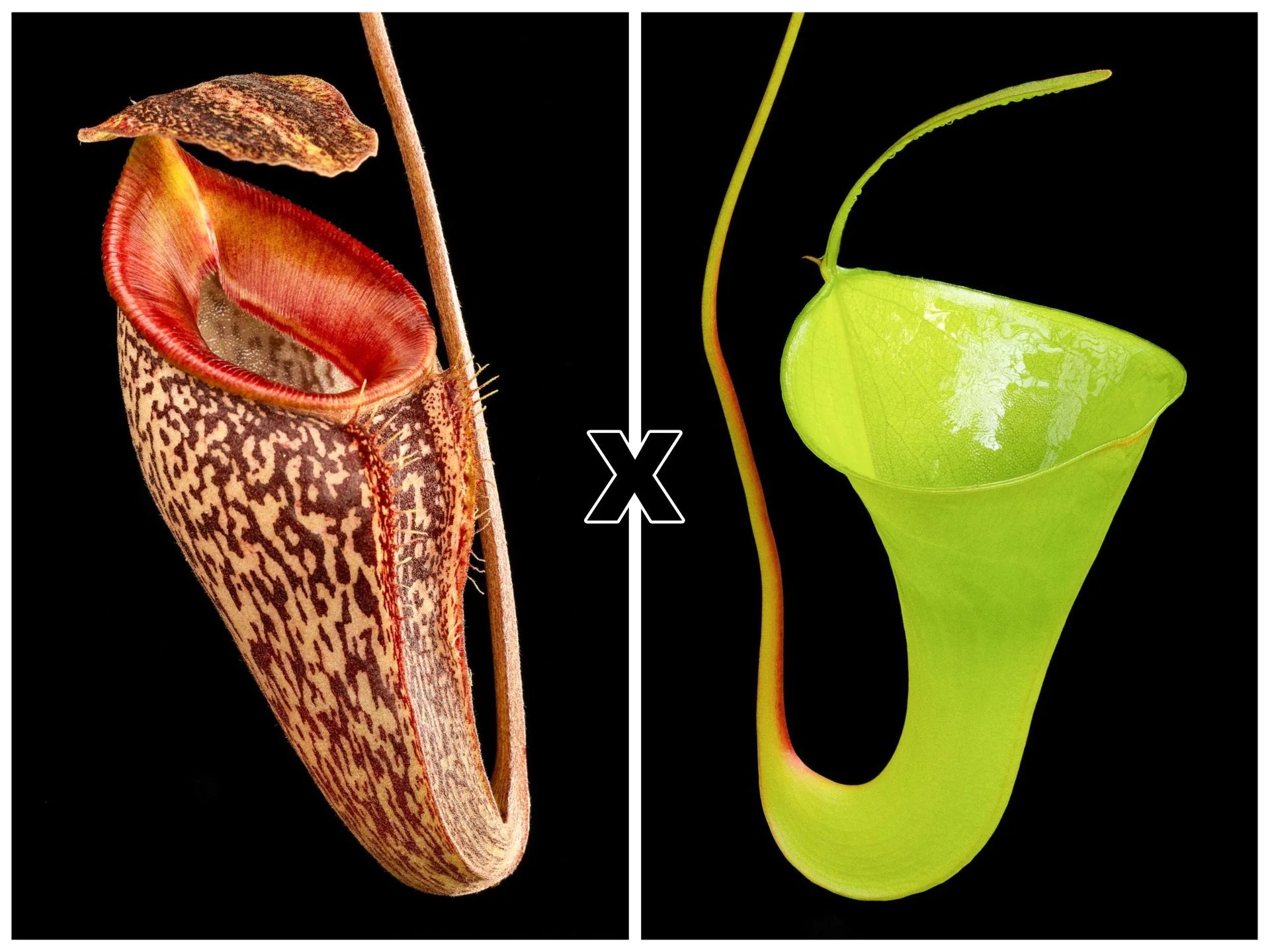 Nepenthes talangensis x inermis=(Nepenthes x pyriformis) 大森食虫植物農園