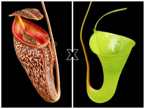 Nepenthes talangensis x inermis=(Nepenthes x pyriformis) 大森食虫植物農園