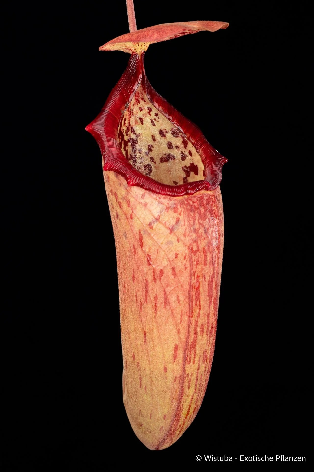 Nepenthes talangensis x truncata 大森食虫植物農園