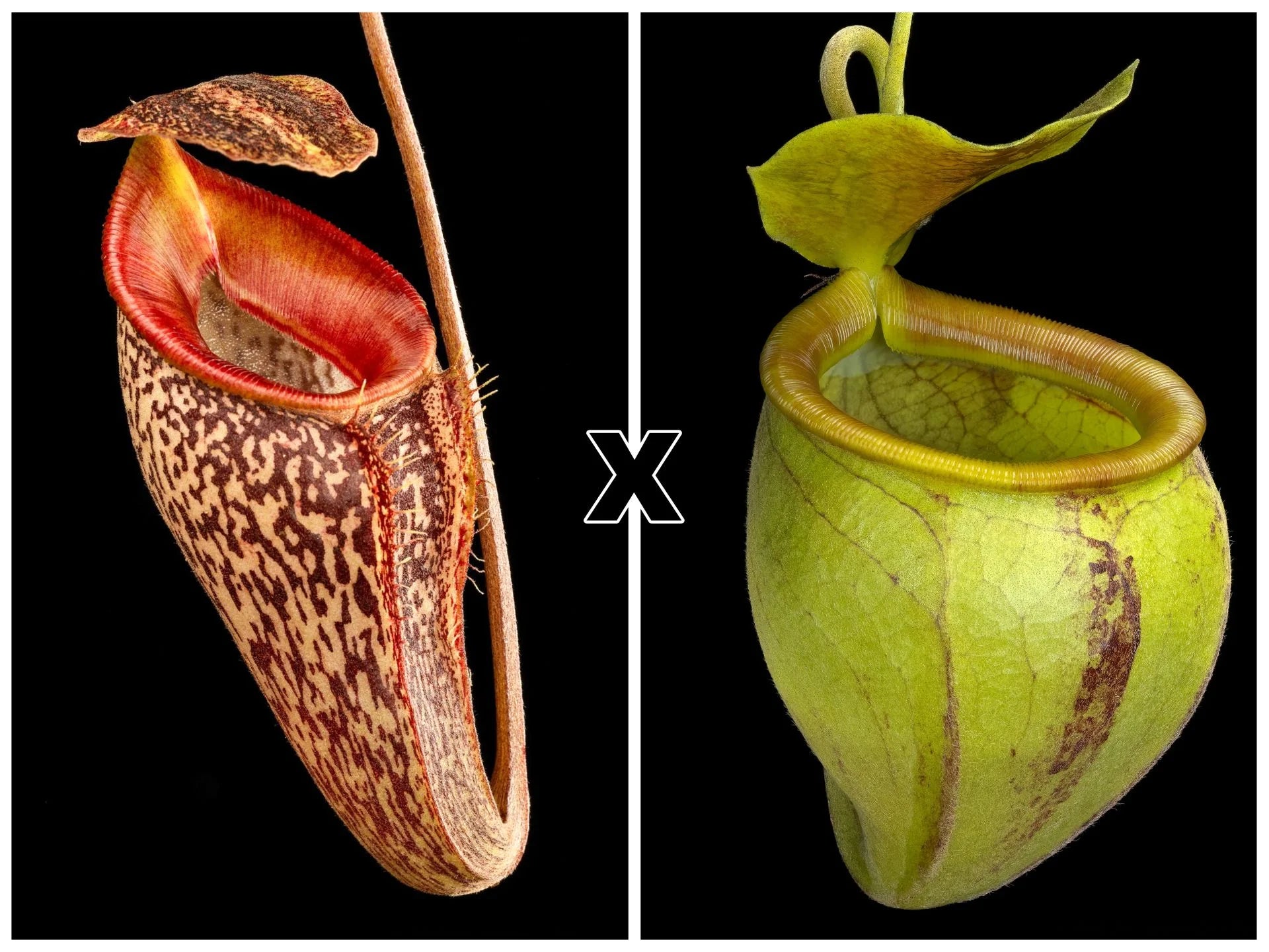 Nepenthes talangensis x undulatifolia 大森食虫植物農園