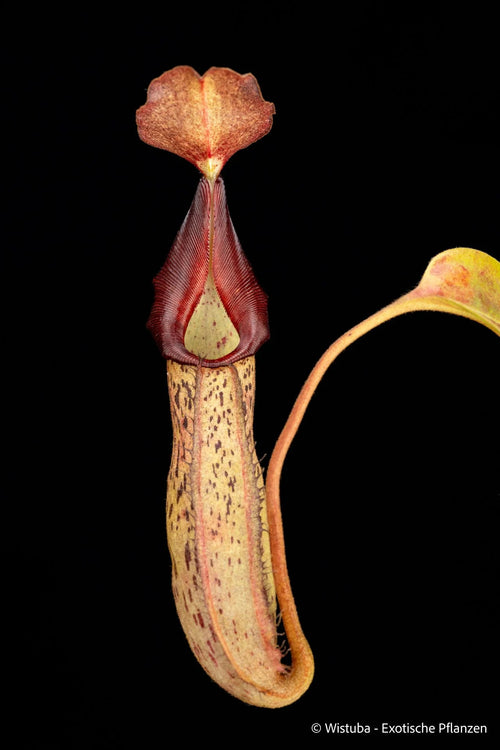 Nepenthes taminii x robcantleyi 大森食虫植物農園