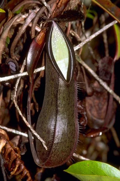 Nepenthes tentaculata (Gunung Rajah, Borneo) 大森食虫植物農園