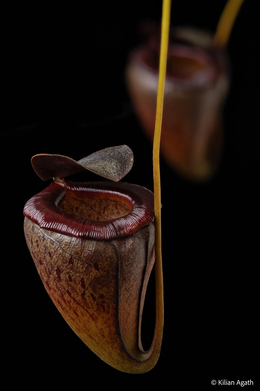 Nepenthes tenuis (West Sumatra) 大森食虫植物農園