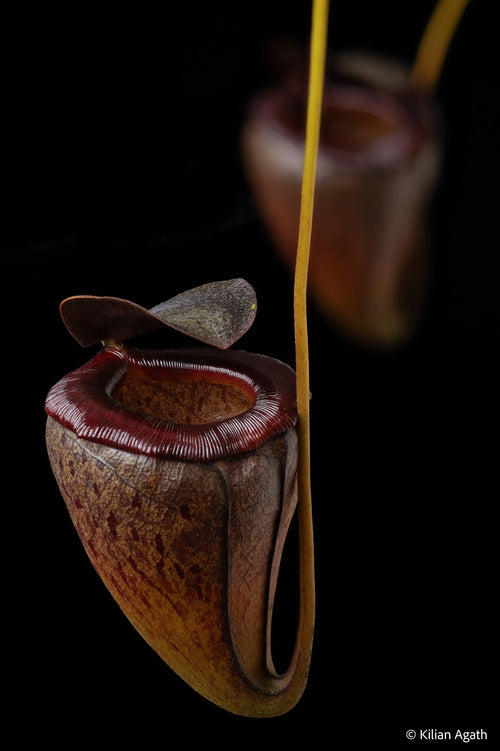 Nepenthes tenuis (West Sumatra) 大森食虫植物農園