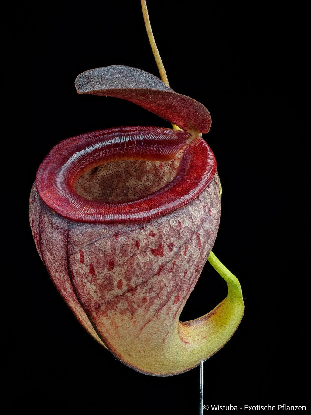 Nepenthes tenuis (West Sumatra) 大森食虫植物農園