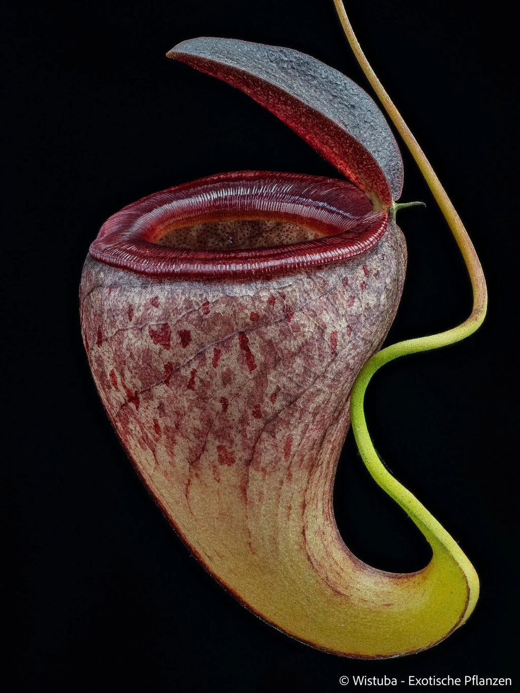 Nepenthes tenuis (West Sumatra) 大森食虫植物農園