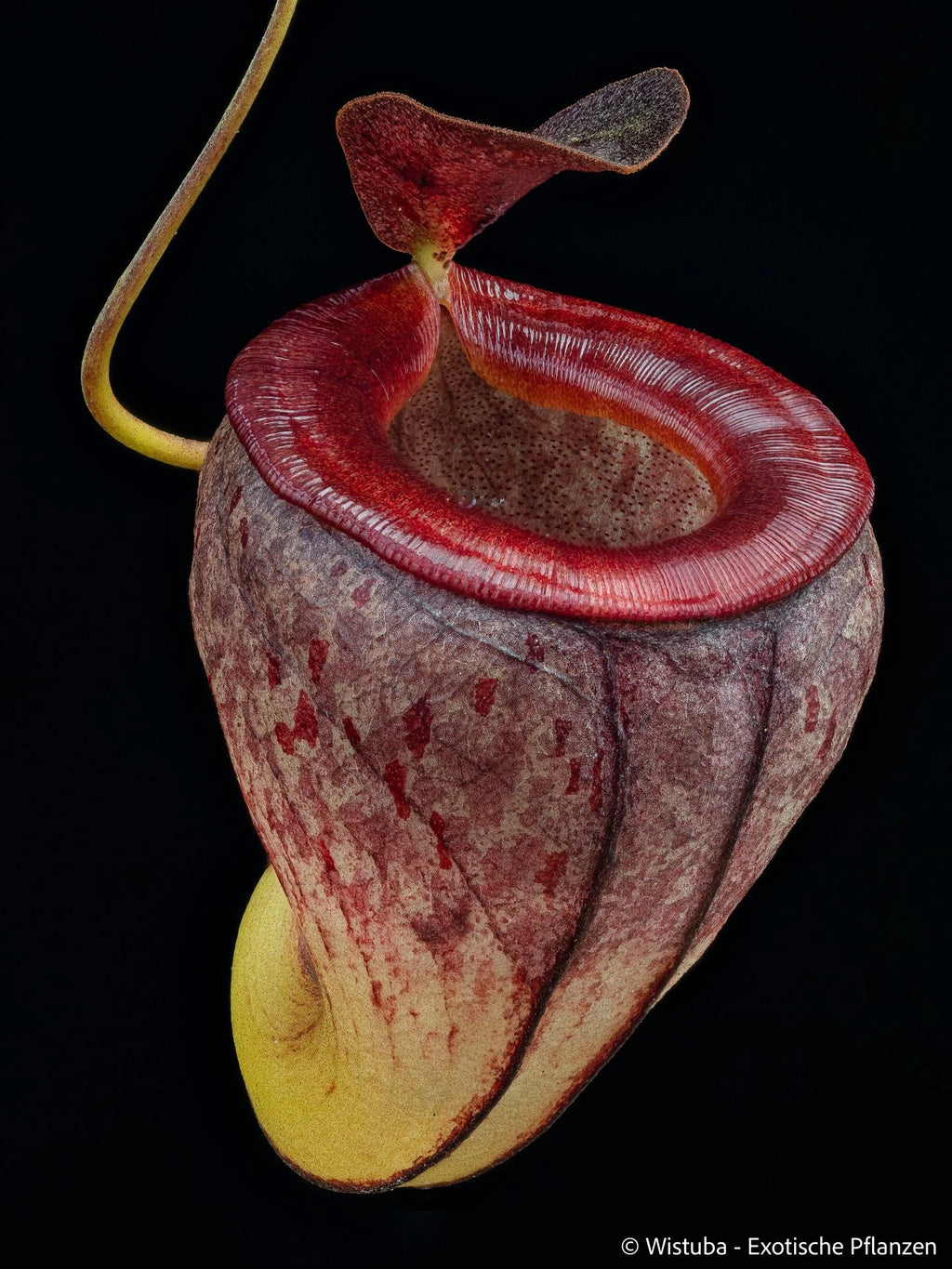 Nepenthes tenuis (West Sumatra) 大森食虫植物農園