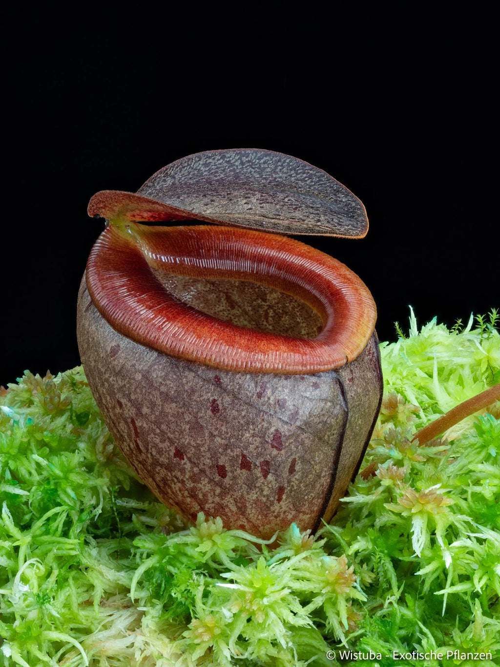 Nepenthes tenuis (West Sumatra) 大森食虫植物農園