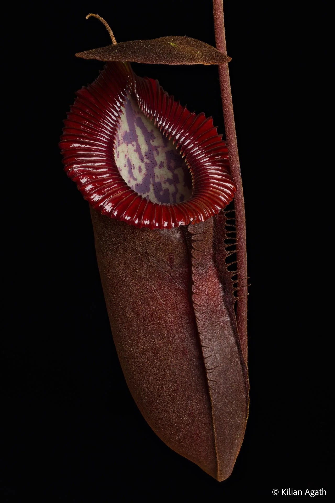 Nepenthes tenuis x edwardsiana 大森食虫植物農園