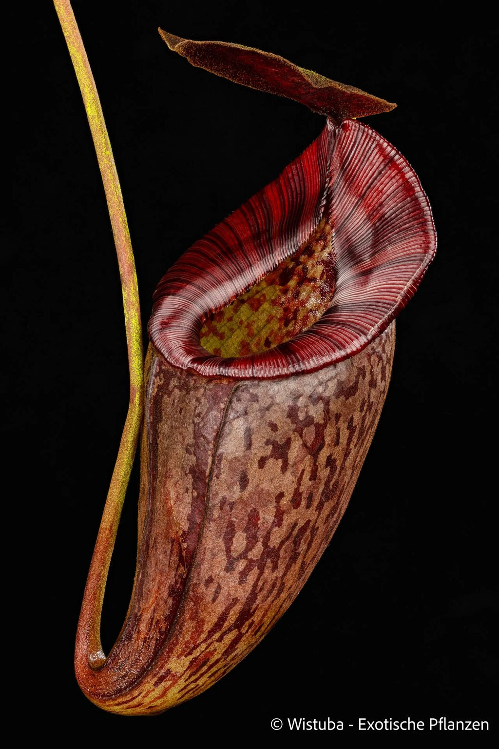 Nepenthes tenuis x mollis 大森食虫植物農園