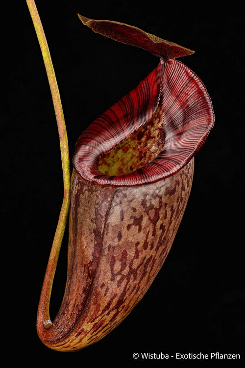 Nepenthes tenuis x mollis 大森食虫植物農園