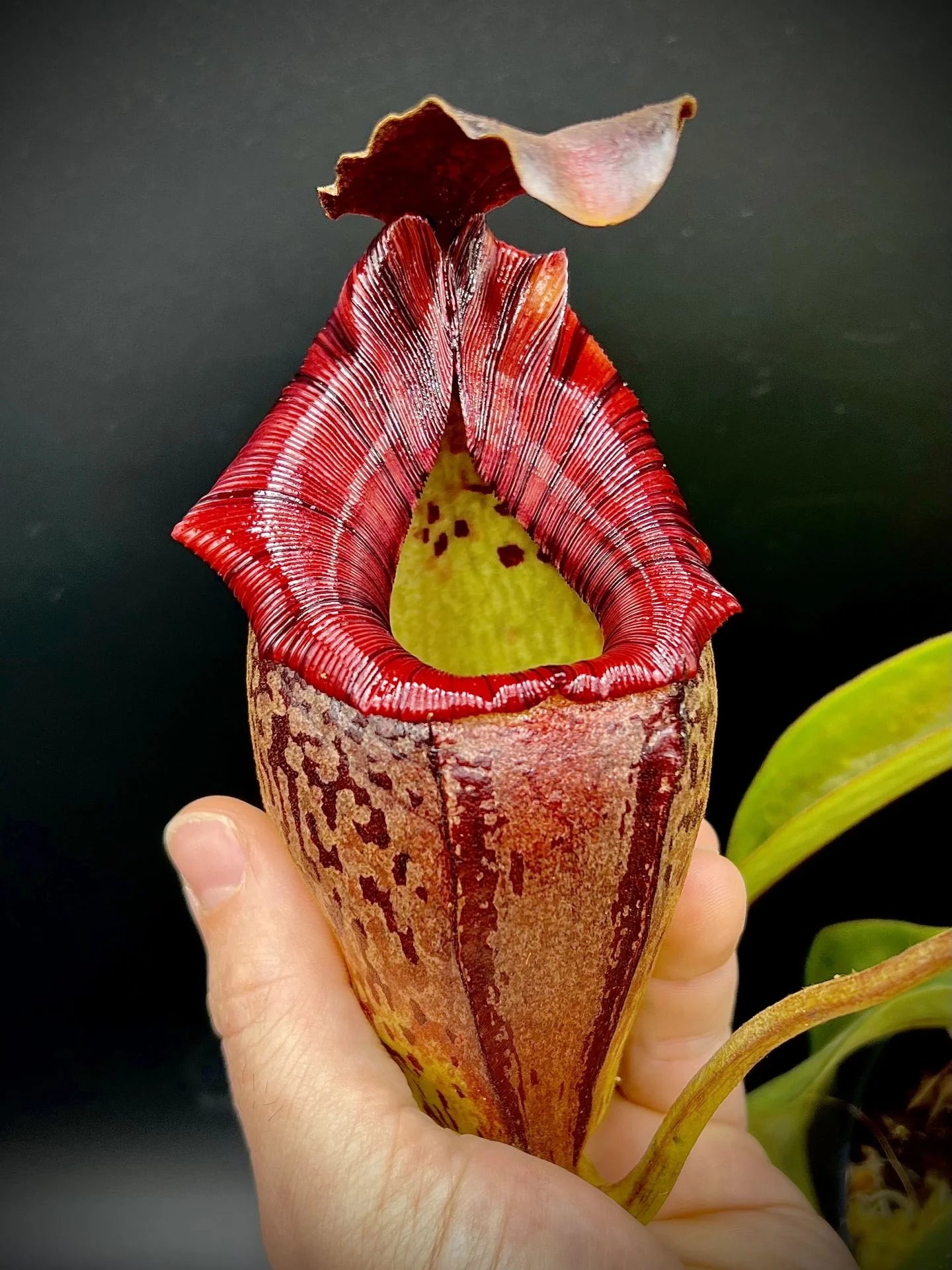 Nepenthes tenuis x mollis 大森食虫植物農園
