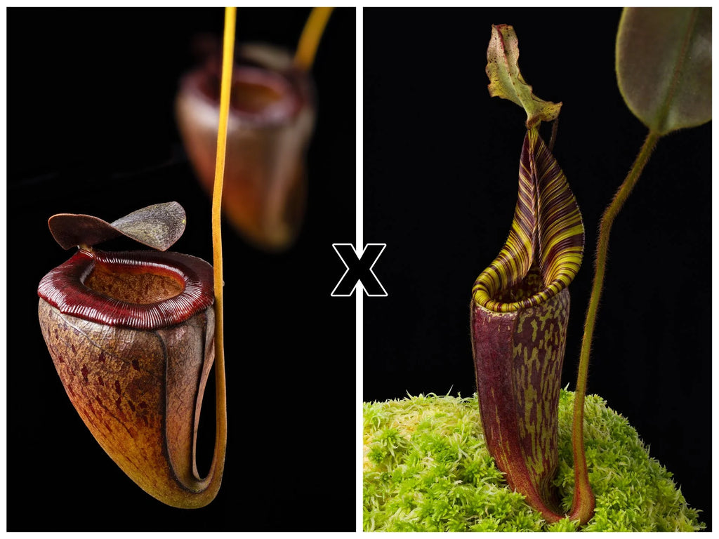 Nepenthes tenuis x mollis 大森食虫植物農園