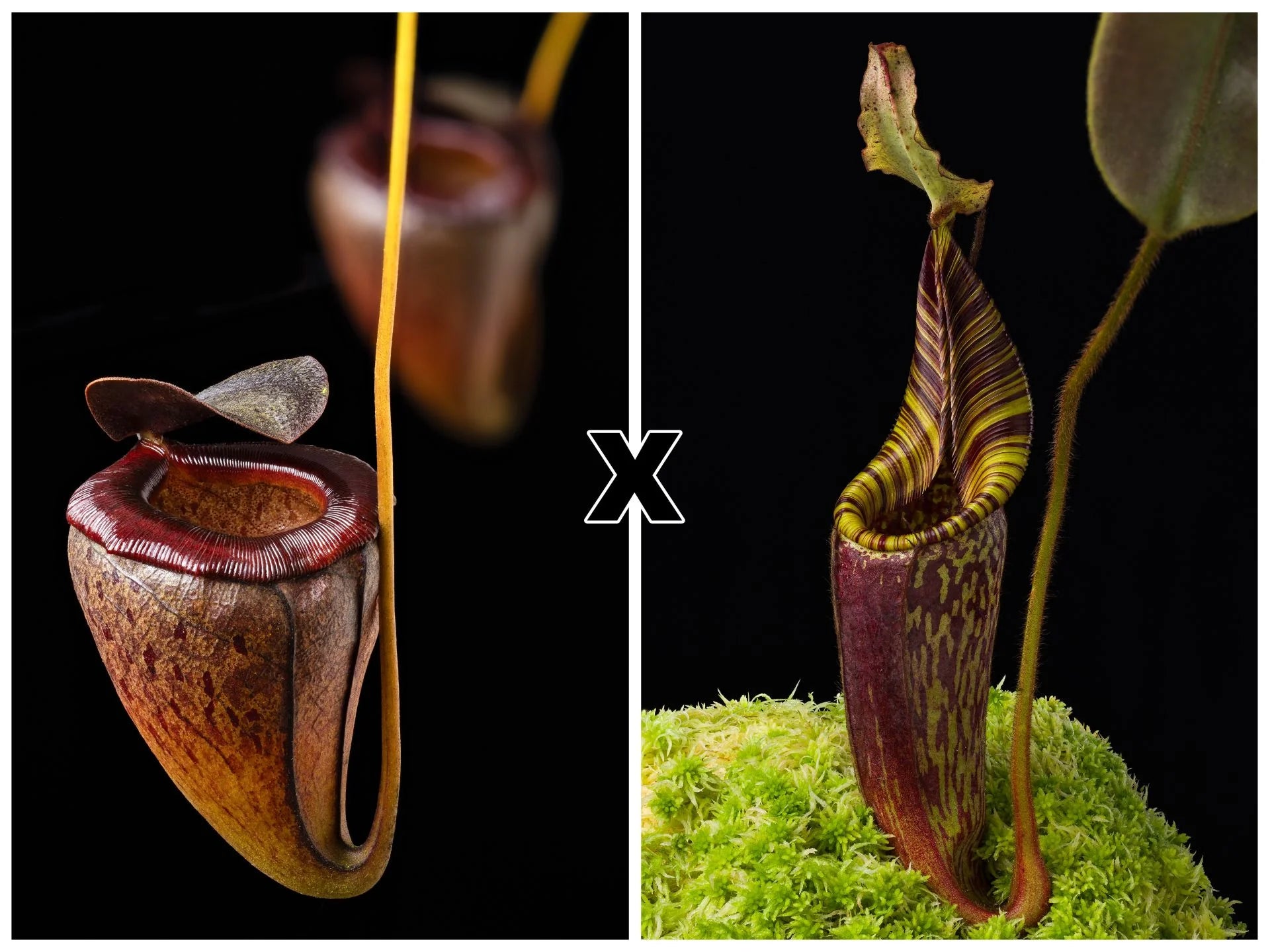 Nepenthes tenuis x mollis 大森食虫植物農園