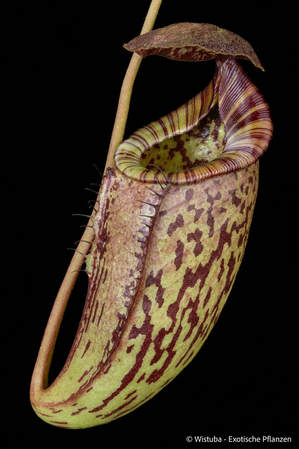 Nepenthes tenuis x mollis 大森食虫植物農園