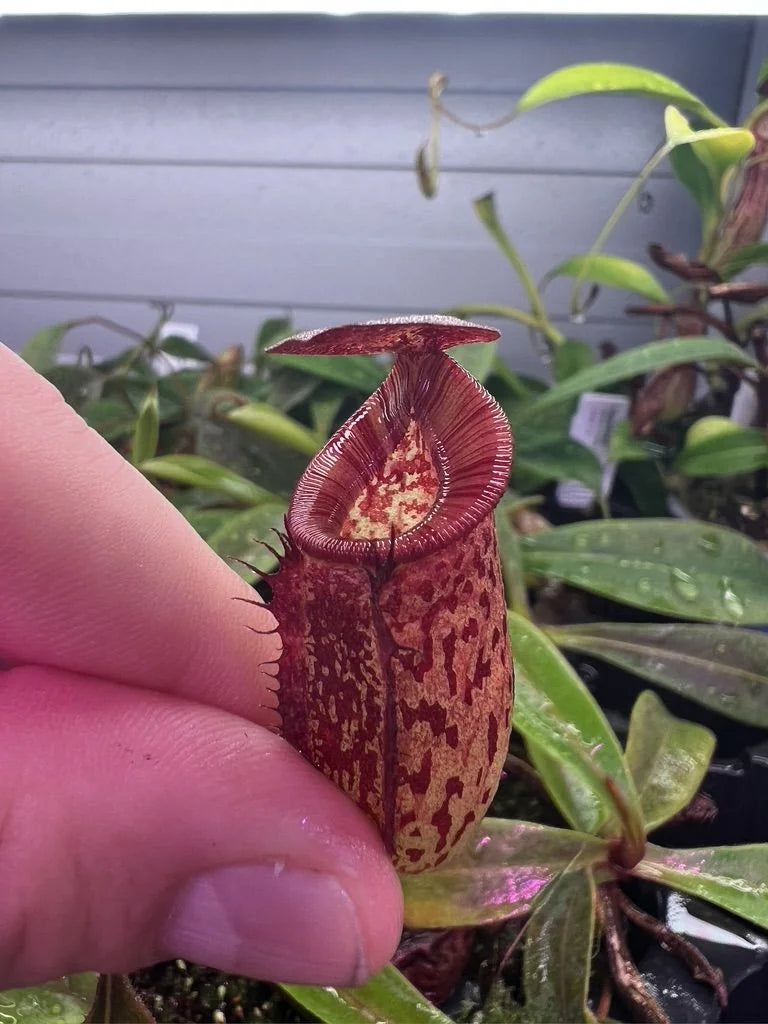 Nepenthes tenuis x mollis 大森食虫植物農園