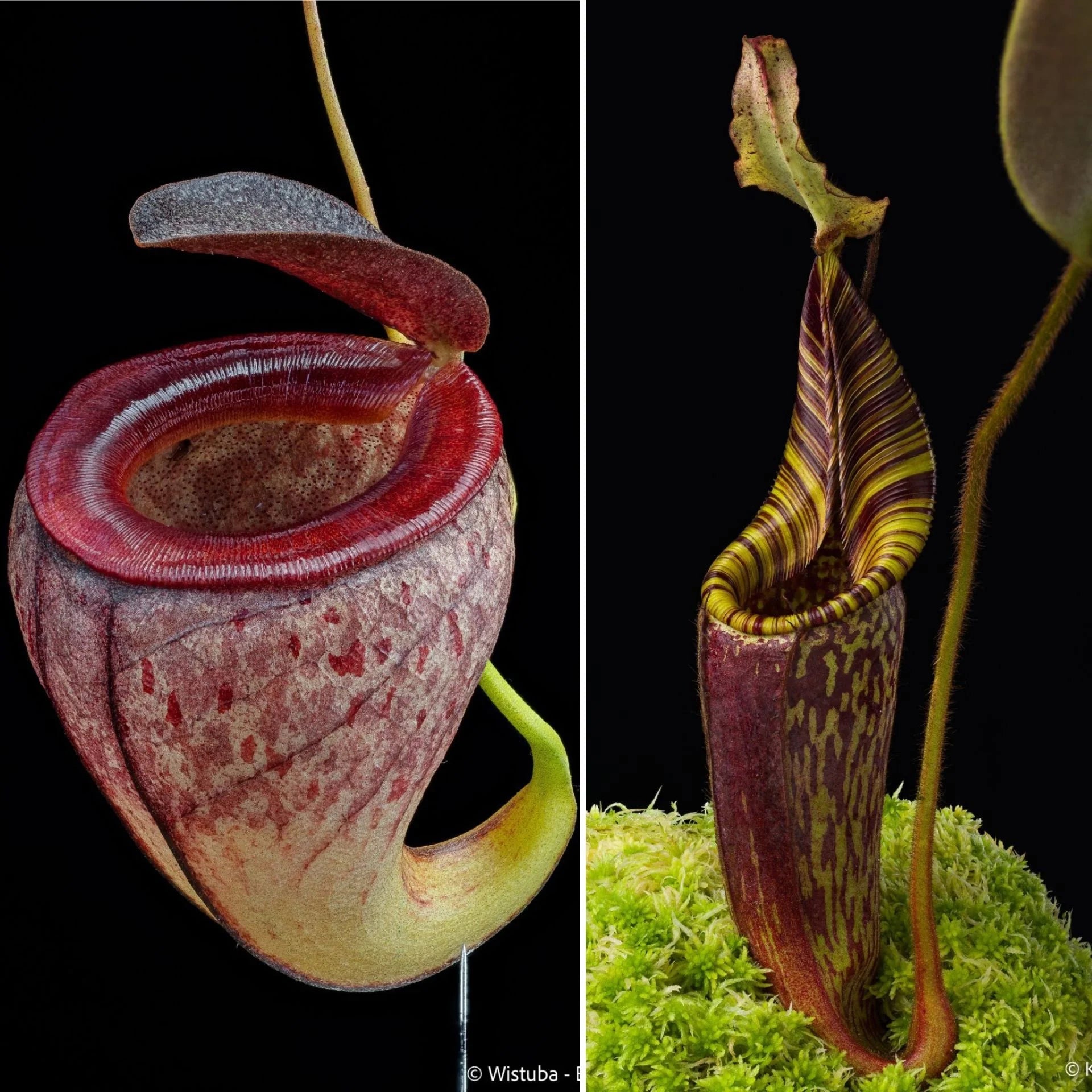 Nepenthes tenuis x mollis 大森食虫植物農園