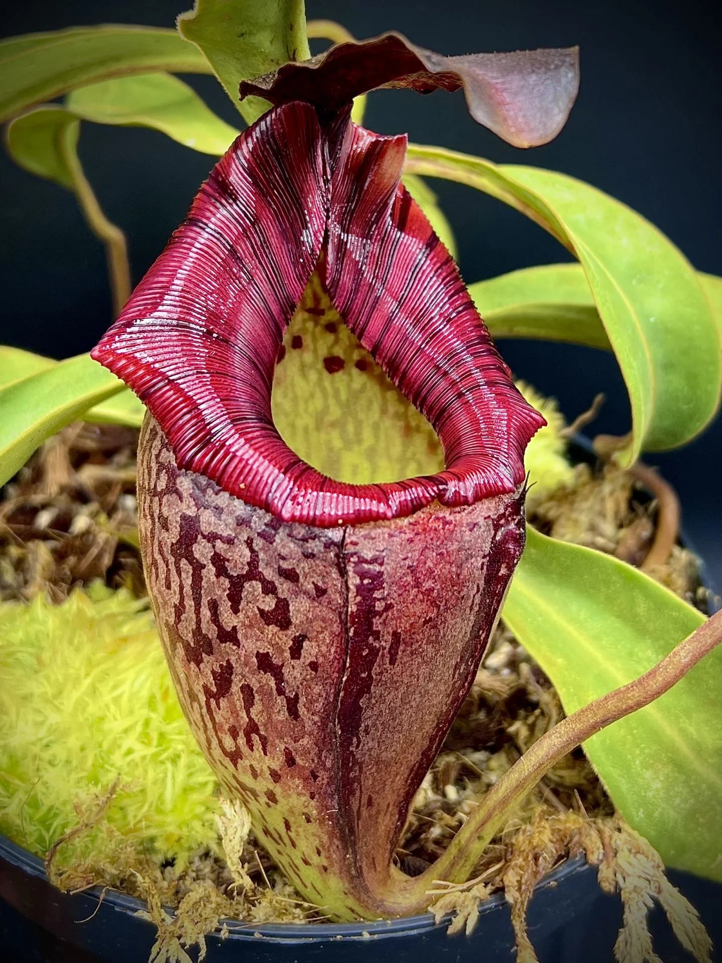 Nepenthes tenuis x mollis 大森食虫植物農園