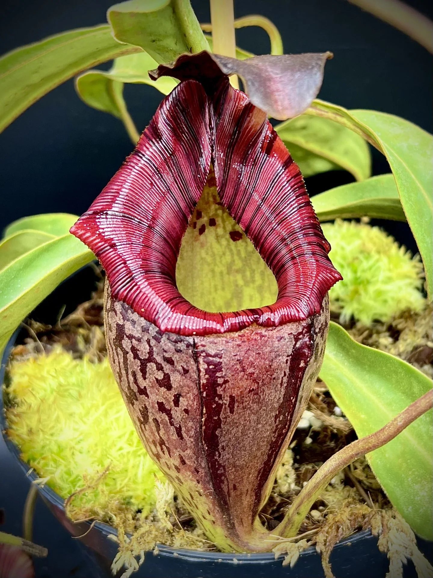 Nepenthes tenuis x mollis 大森食虫植物農園