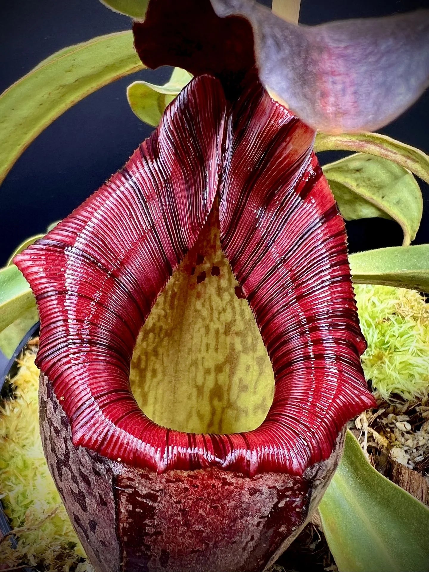 Nepenthes tenuis x mollis 大森食虫植物農園